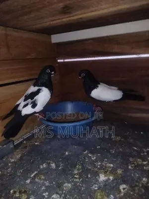 Pakistan Goldan Pigeon