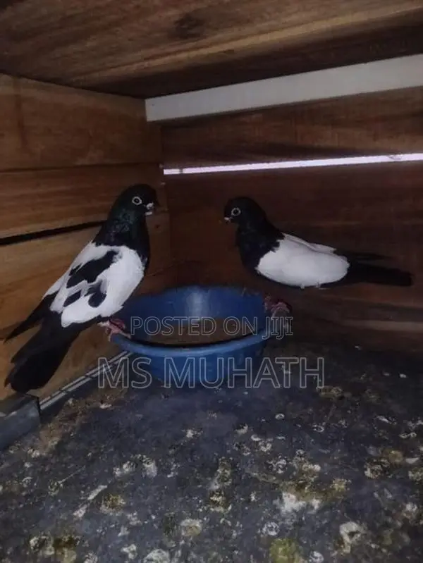 Pakistan Goldan Pigeon