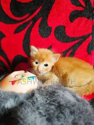 Ginger Persian Kittens