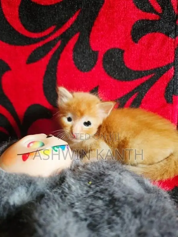 Ginger Persian Kittens
