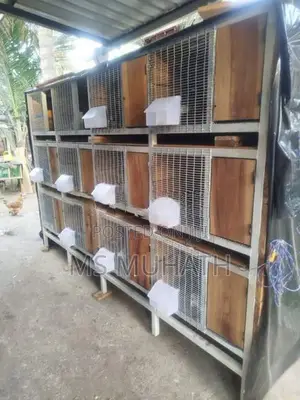 Pakistan Goldan Pigeon