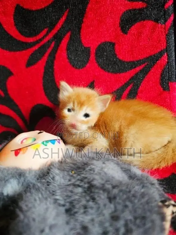 Ginger Persian Kittens
