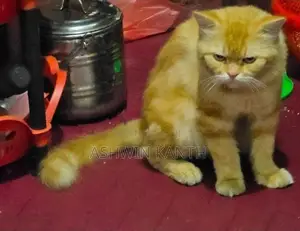 Ginger Persian Kittens