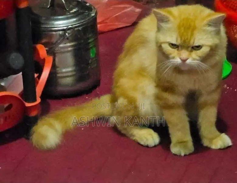 Ginger Persian Kittens