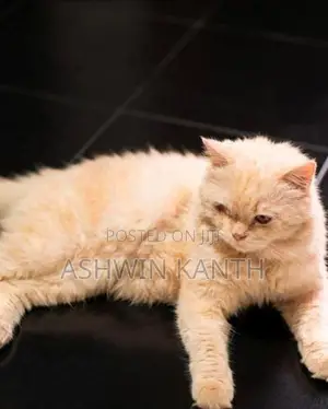 Ginger Persian Kittens