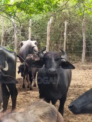 Buffalo