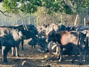 Buffalo