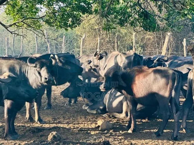 Buffalo