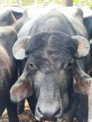 Buffalo