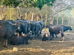 Buffalo