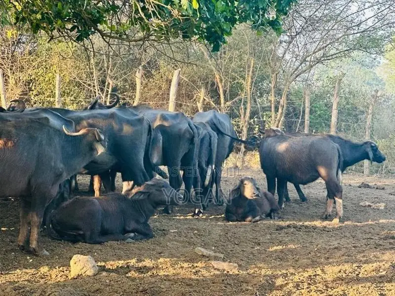 Buffalo