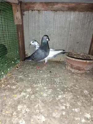Pigeons