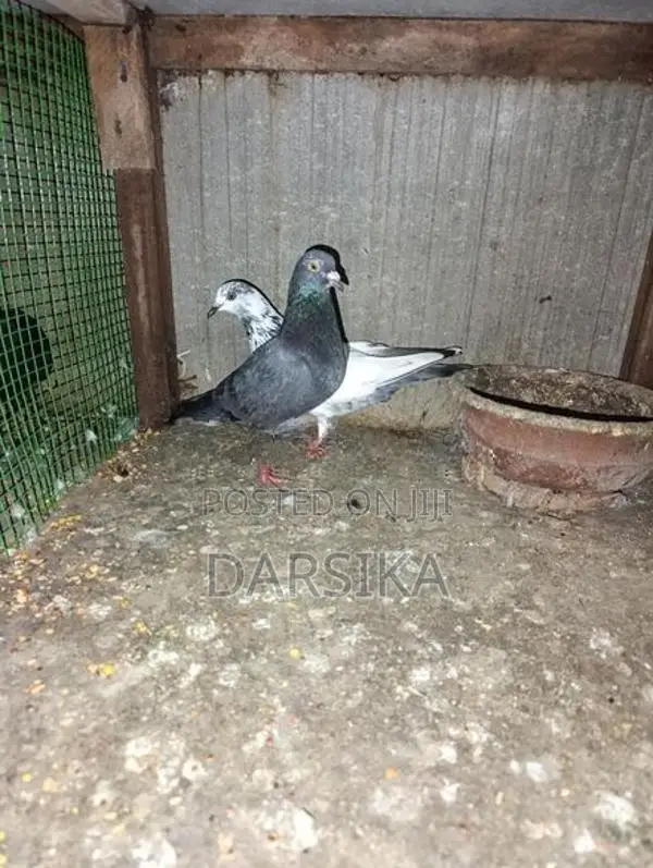 Pigeons
