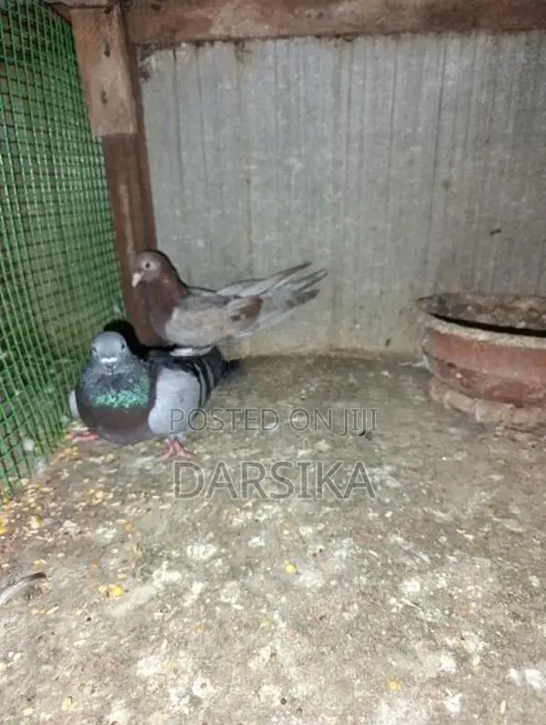 Pigeons