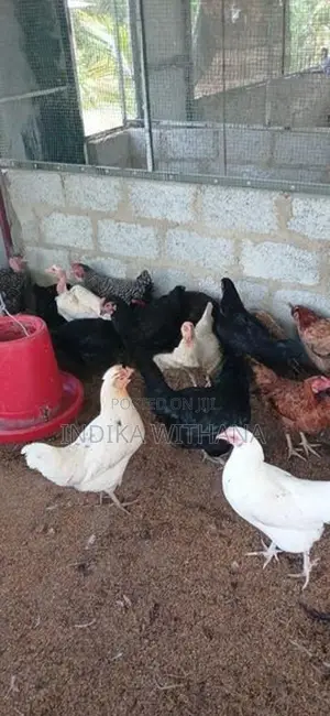 බිත්තර දමන ගම් කිකිලියෝ
