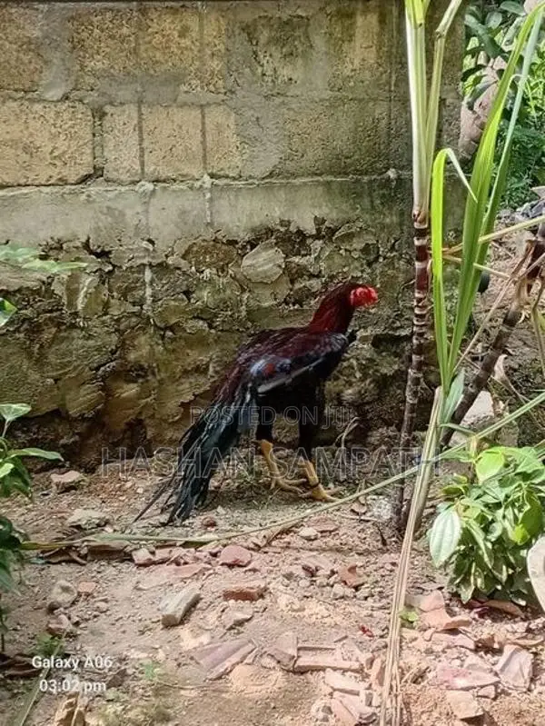 Rooster