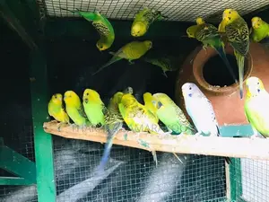 Love Birds