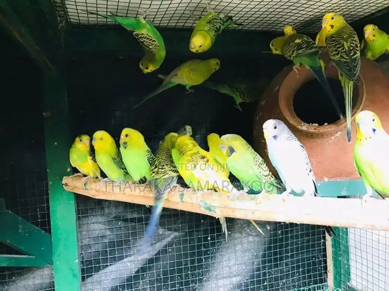 Love Birds