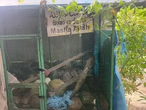 Bird Cage