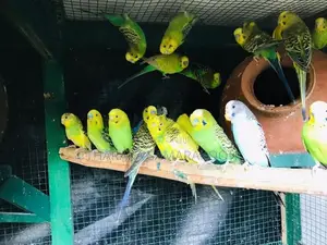 Love Birds