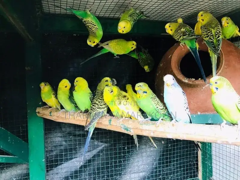 Love Birds