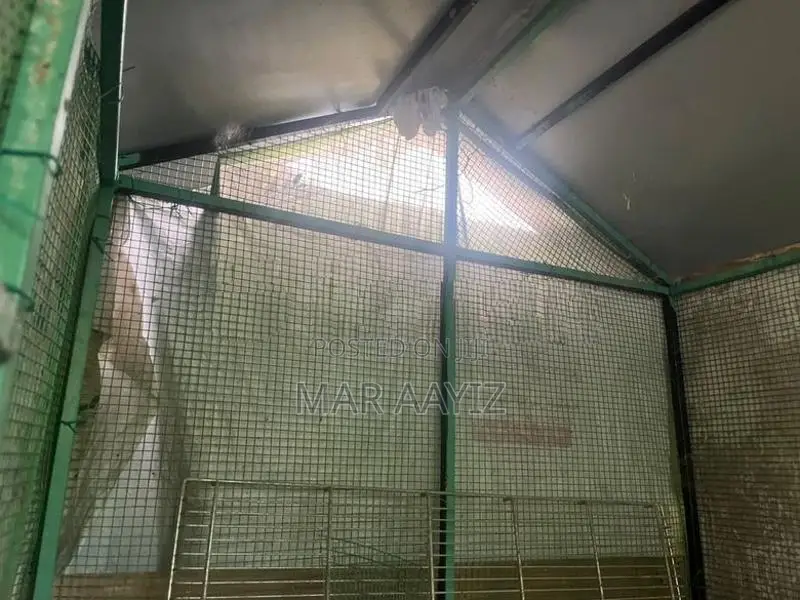 Bird Cage