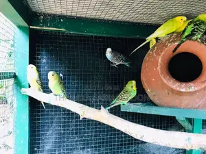 Love Birds