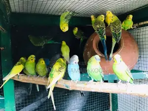 Love Birds