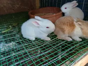 හා පැටවු