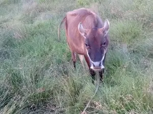 Milk Cow