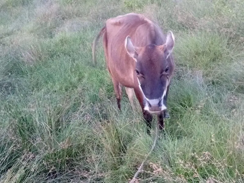 Milk Cow