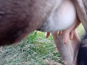 Milk Cow