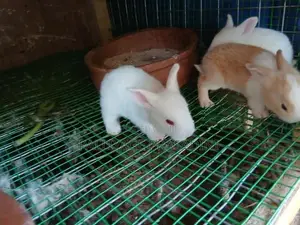 හා පැටවු
