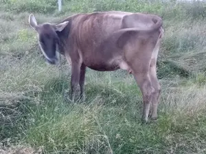 Milk Cow