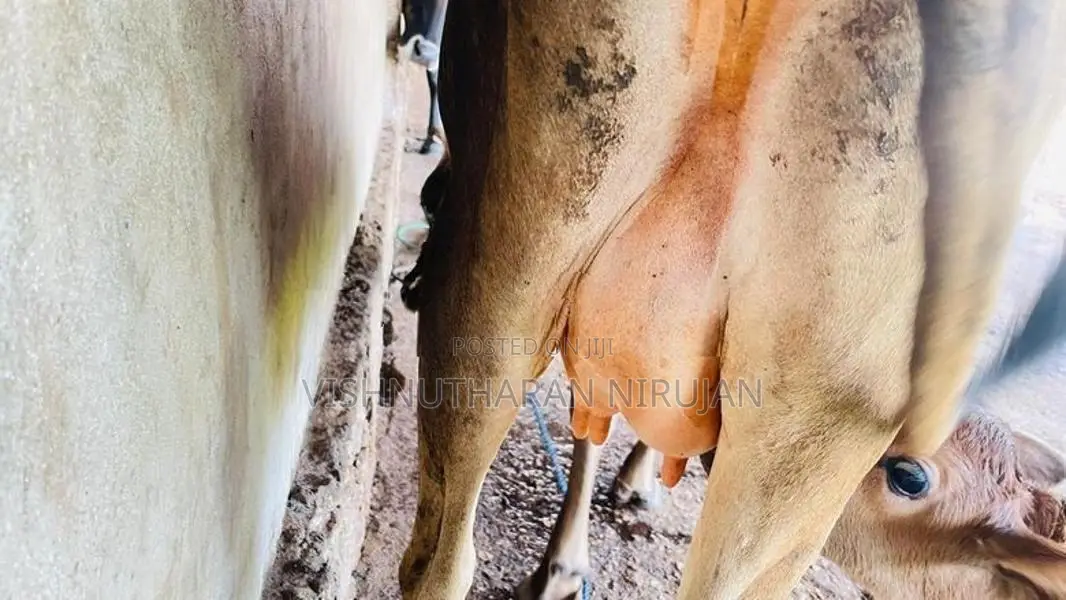 Milk Cow