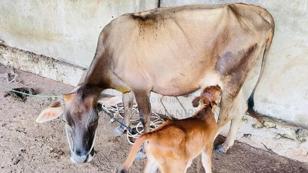 Milk Cow