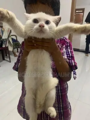 Persian Cat