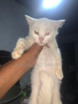 Persian Cat