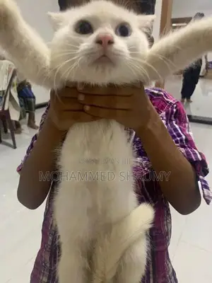 Persian Cat