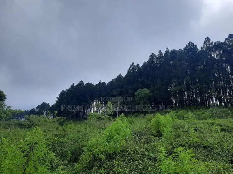 Mountain view land for sale in Ramboda