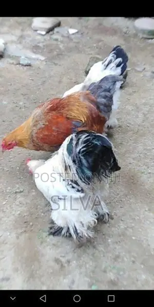 Brahma Chicken