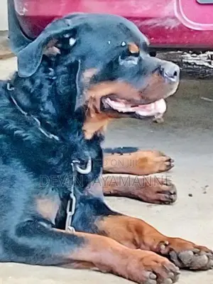 Rottweiler Male Dog