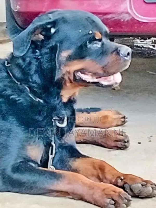 Rottweiler Male Dog