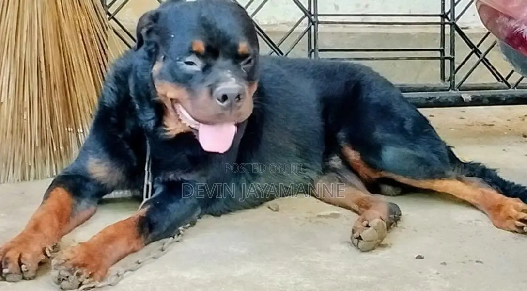 Rottweiler Male Dog