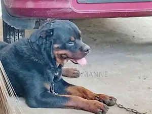 Rottweiler Male Dog