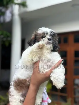 Shih Tzu Puppies