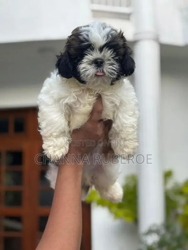 Shih Tzu Puppies