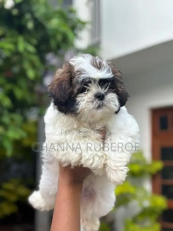 Shih Tzu Puppies