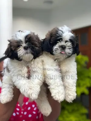 Shih Tzu Puppies