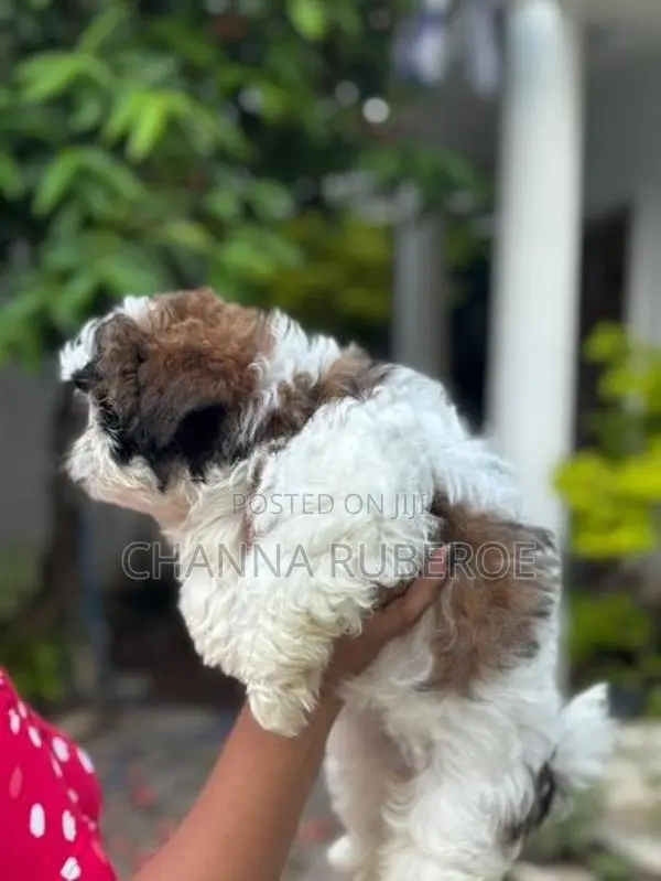 Shih Tzu Puppies